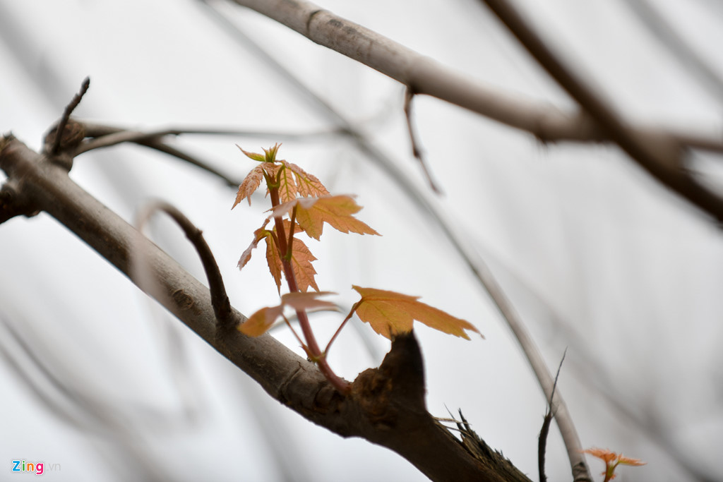 Cây phong mới trồng ở Hà Nội ra những chiếc lá đầu tiên